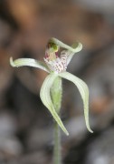 Caladenia bicalliata subsp cleistogama
