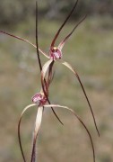 Caladenia denticulata - Yellow Spider Orchid*