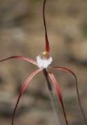 Caladenia denticulata - Yellow Spider Orchid*