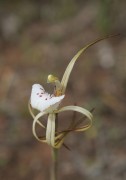 Caladenia dorrienii - Cossack Spider Orchid