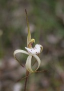 Caladenia dorrienii - Cossack Spider Orchid