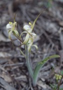 Caladenia dorrienii - Cossack Spider Orchid