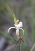 Caladenia dorrienii - Cossack Spider Orchid