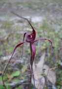 Caladenia filifera - Blood Spider Orchid