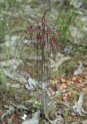 Caladenia filifera - Blood Spider Orchid