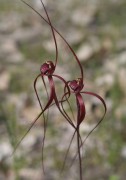 Caladenia filifera - Blood Spider Orchid