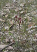 Caladenia filifera - Blood Spider Orchid