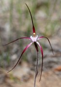 Caladenia footeana - Crimson Spider Orchid
