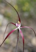 Caladenia footeana - Crimson Spider Orchid