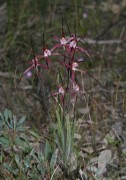 Caladenia footeana - Crimson Spider Orchid