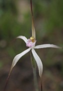 Caladenia hiemalis - Dwarf Common Spider Orchid