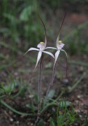 Caladenia hiemalis - Dwarf Common Spider Orchid