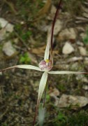 Caladenia hiemalis - Dwarf Common Spider Orchid