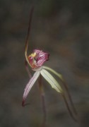 Caladenia x lavandulacea - Lavender Orchid