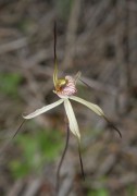 Caladenia x lavandulacea - Lavender Orchid