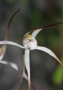 Caladenia melanema - Ballerina Orchid