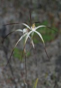 Caladenia melanema - Ballerina Orchid