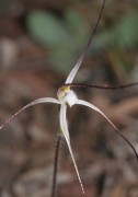Caladenia microchila - Western Wispy Spider Orchid