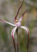 Caladenia polychroma - Joseph Spider Orchid