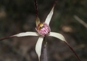 Caladenia polychroma - Joseph Spider Orchid*