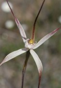 Caladenia polychroma - Joseph Spider Orchid