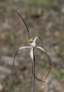 Caladenia postea - Dark-tipped Spider Orchid