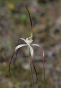 Caladenia postea - Dark-tipped Spider Orchid