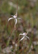 Caladenia postea - Dark-tipped Spider Orchid