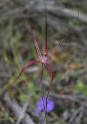 Caladenia pulchra - Slender Spider Orchid