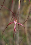 Caladenia pulchra - Slender Spider Orchid