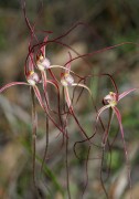 Caladenia pulchra - Slender Spider Orchid