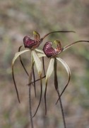 Caladenia radialis - Drooping Spider Orchid