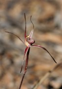 Caladenia sigmoidea - Sigmoid Spider Orchid