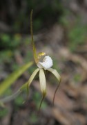 Caladenia sp. Quindanning - Boddington Spider Orchid