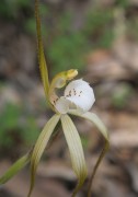 Caladenia sp. Quindanning - Boddington Spider Orchid