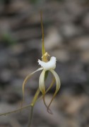 Caladenia sp. Quindanning - Boddington Spider Orchid