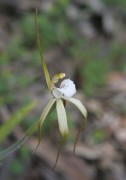 Caladenia sp. Quindanning - Boddington Spider Orchid