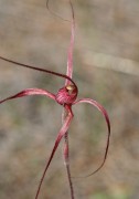 Caladenia sp. Nyabing - Nyabing Spider Orchid