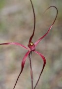 Caladenia sp. Nyabing - Nyabing Spider Orchid