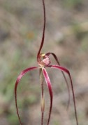 Caladenia sp. Nyabing - Nyabing Spider Orchid