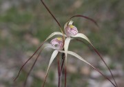 Caladenia pendens subsp. pendens - Pendant Spider Orchid