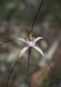 Caladenia vulgata - Common Spider Orchid