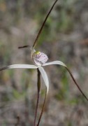 Caladenia pendens subsp. pendens - Pendant Spider Orchid