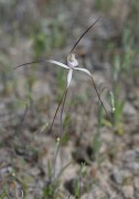 Caladenia vulgata - Common Spider Orchid