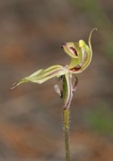 Caladenia brevisura - Short-sepalled Spider Orchid