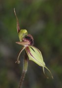 Caladenia cristata - Crested Spider Orchid