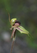 Caladenia cristata - Crested Spider Orchid
