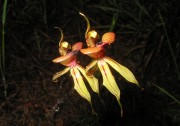 Caladenia doutchiae - Purple-veined Spider Orchid