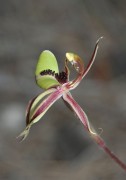 Caladenia roei - Ant Orchid