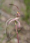 Caladenia roei hybrid